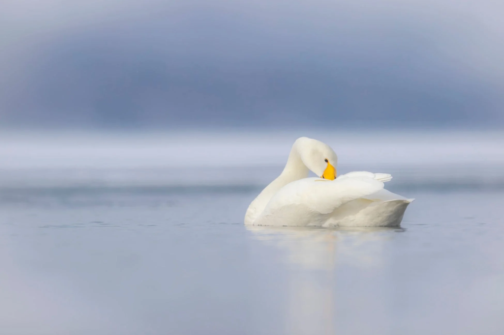 静かな水面に浮かぶ白鳥
