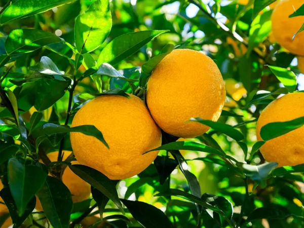 柑橘系の果実が実る木