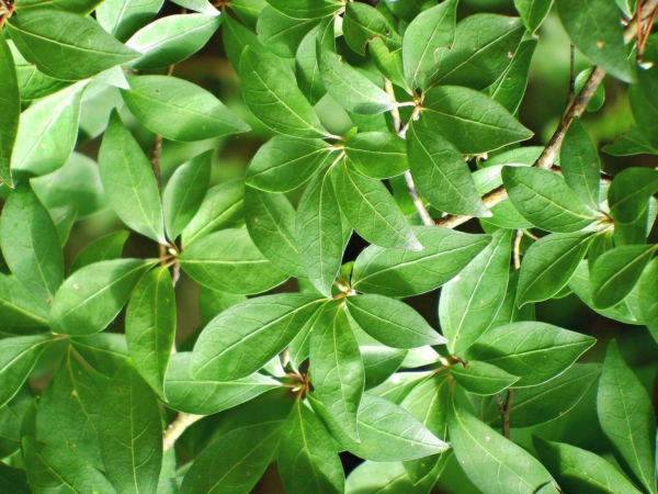 鮮やかな緑の葉