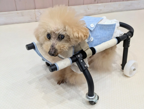 犬用車椅子に乗る小型犬