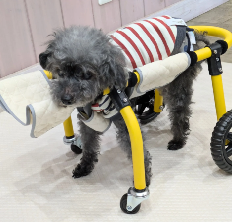 黄色い車椅子に乗る小型犬