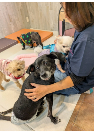 複数の犬に囲まれる女性の様子