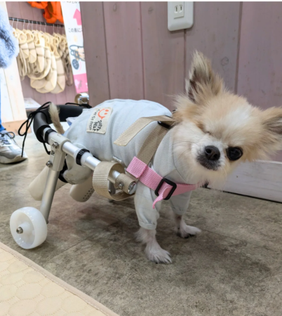車椅子を装着したチワワ