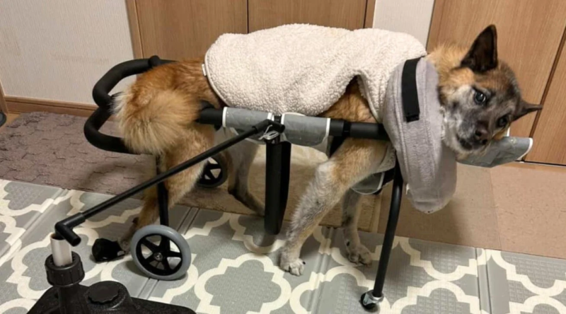サポートハーネスを装着した老犬