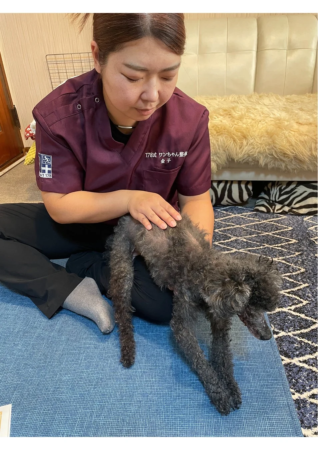 犬の整体の様子