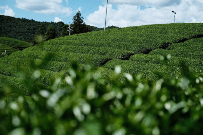 茶畑の風景